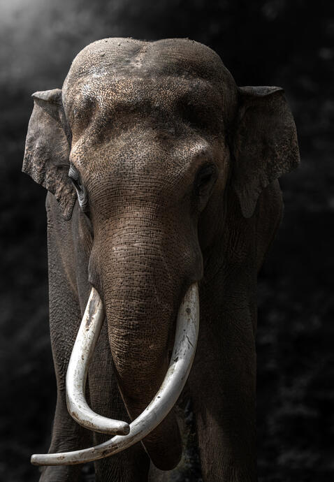 Asiatic elephant (Zoo Berlin)