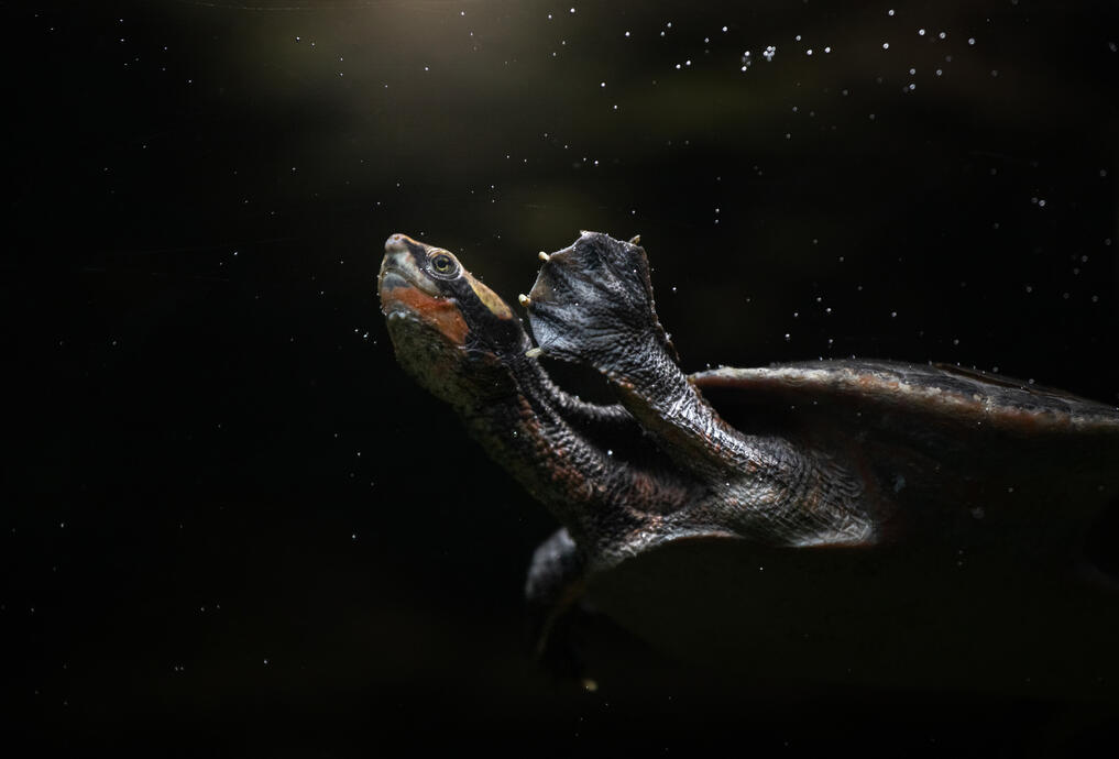 Red-bellied short-necked turtle (Zoo Berlin)
