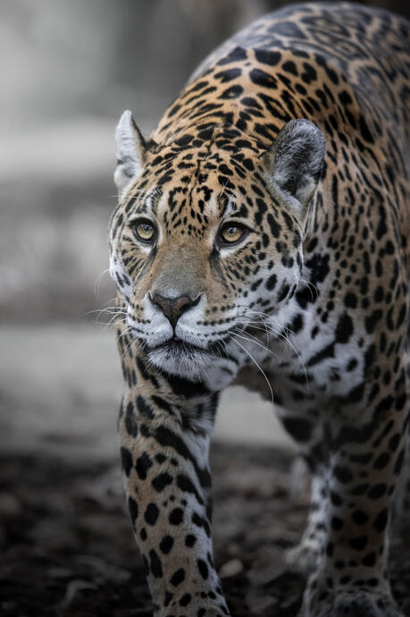 Jaguar (Artis)