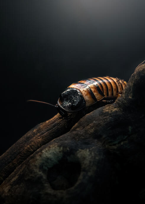 Halloween hisser (Artis)
