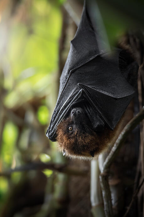 Rodrigues flying fox (Artis)