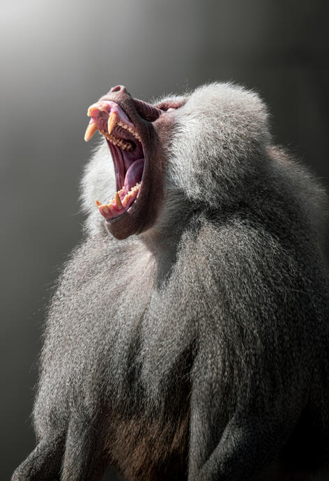 Hamadryas baboon (Wildlands)