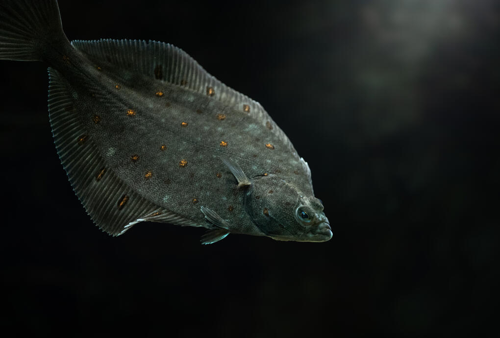 Eurasian plaice (Zoo Berlin)