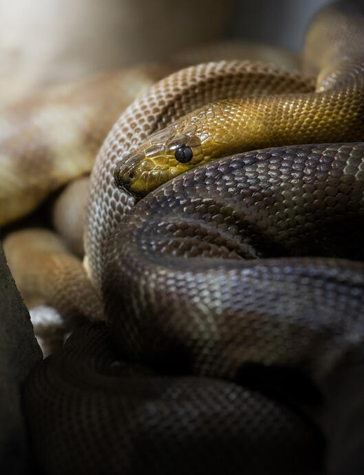 Woma pyhton (Zoo Berlin)
