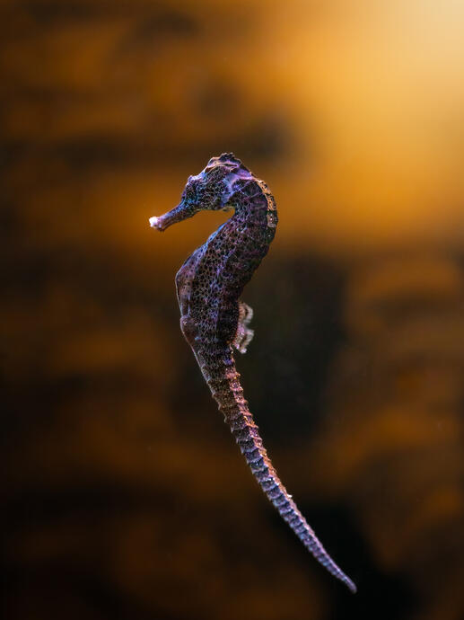 Short nosed sea horse (Aquazoo)