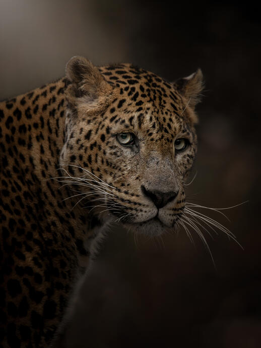 Sri lankan leopard (Burgers Zoo)