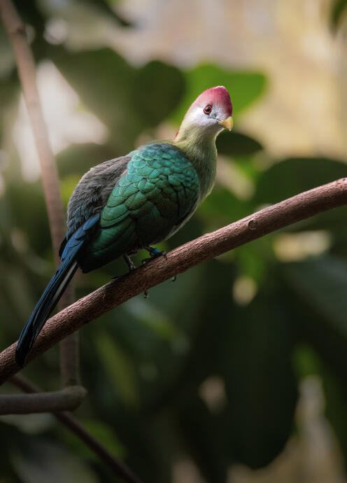 Red crested turaco (Wildlands)