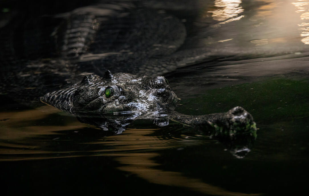 Gharial (Zoo Berlin)