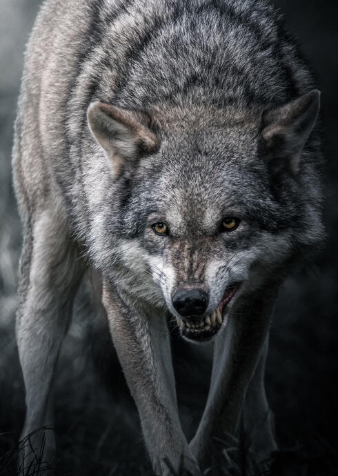 Eurasian grey wolf (Dierenpark Hoenderdaell)
