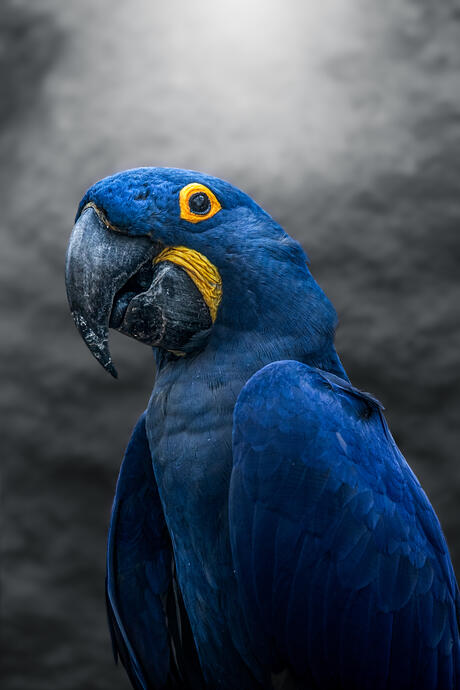 Hyacinth macaw (Zoo Berlin)