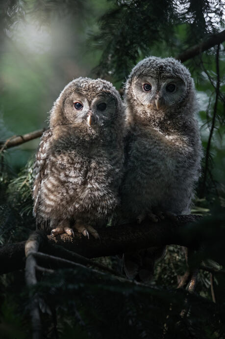 Ural owletts (Tierpark Berlin)