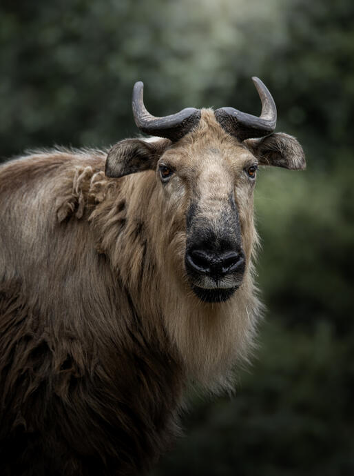 Sichuan takin (Tierpark Berlin)