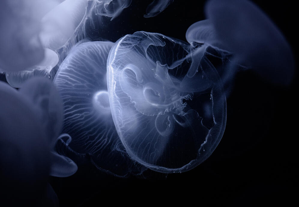 Moon jellyfish (Zoo Berlin)