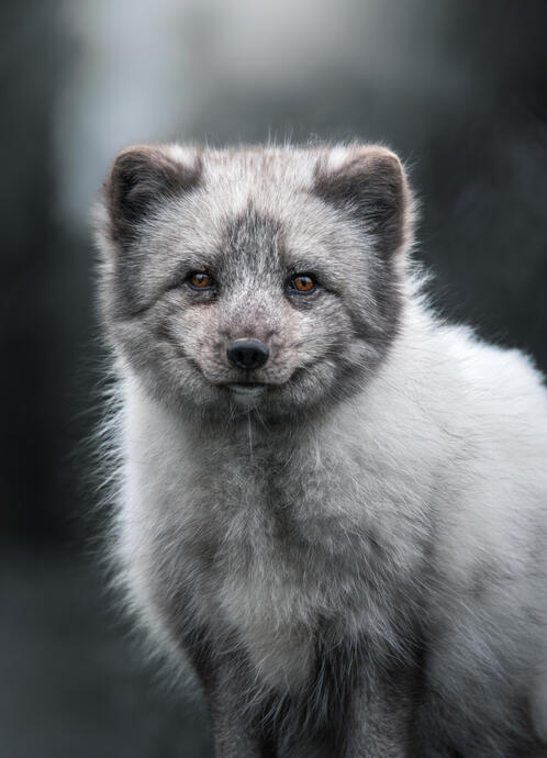 Arctic fox (Diergaarde Blijdorp)
