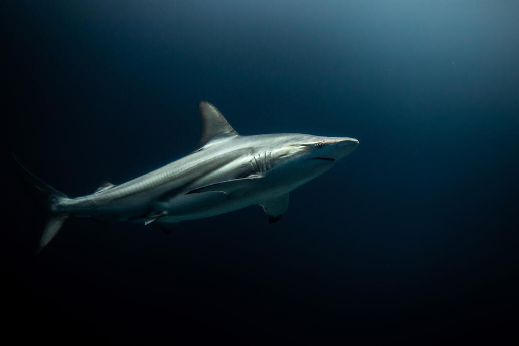 Blacktip shark (Burgers zoo)