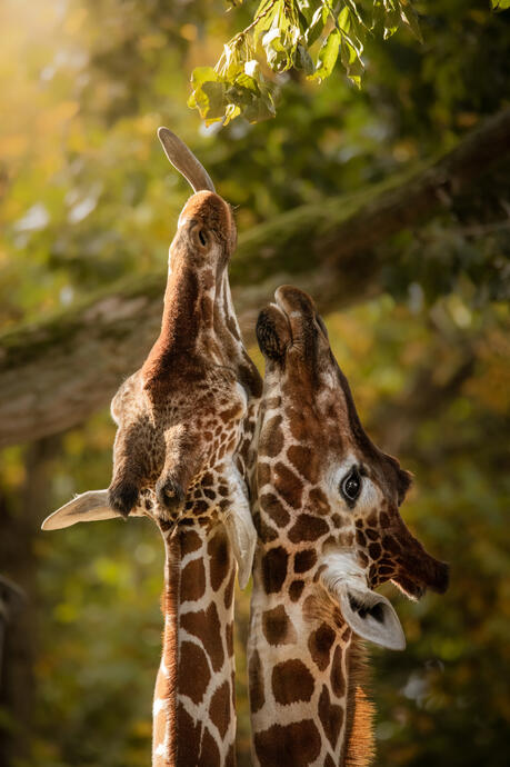 Reticulated giraffe (Artis)