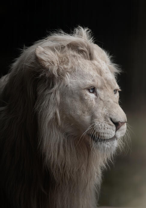 Leucistic transvaal lion (Le Parc des Félins)
