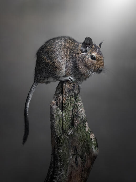 Common degu (Tierpark Berlin)