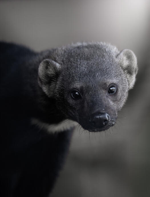 Tyra (Dierenpark Zie-ZOO)