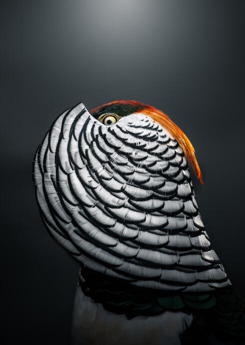 Lady Amherst's pheasant (Animal farm)