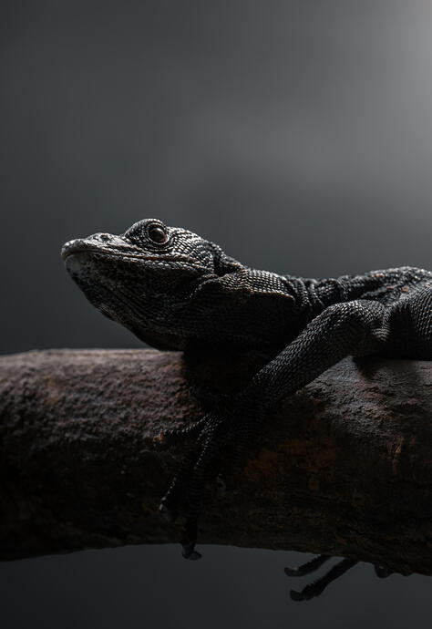 Black tree monitor (Tierpark Berlin)