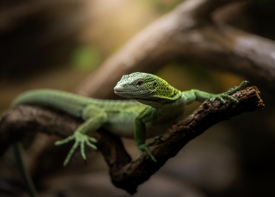 Green tree monitor (Aquarium Berlin)