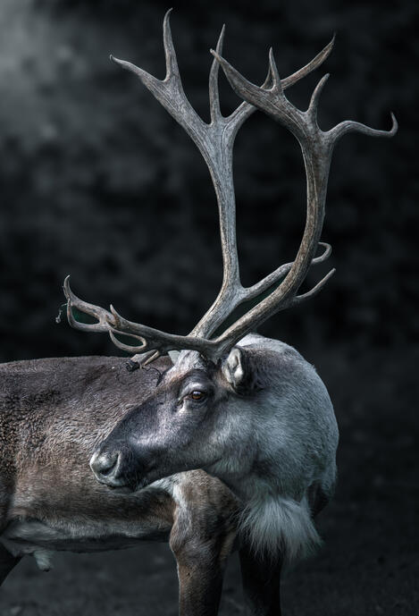Eurasian forest reindeer (Gaiazoo)