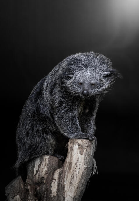 Malayan binturong (Tierpark Berlin)