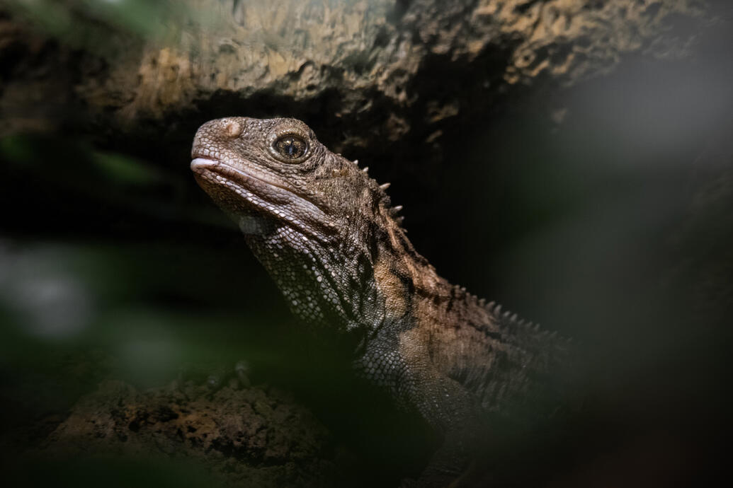Tuatara (Aquarium Berlin)