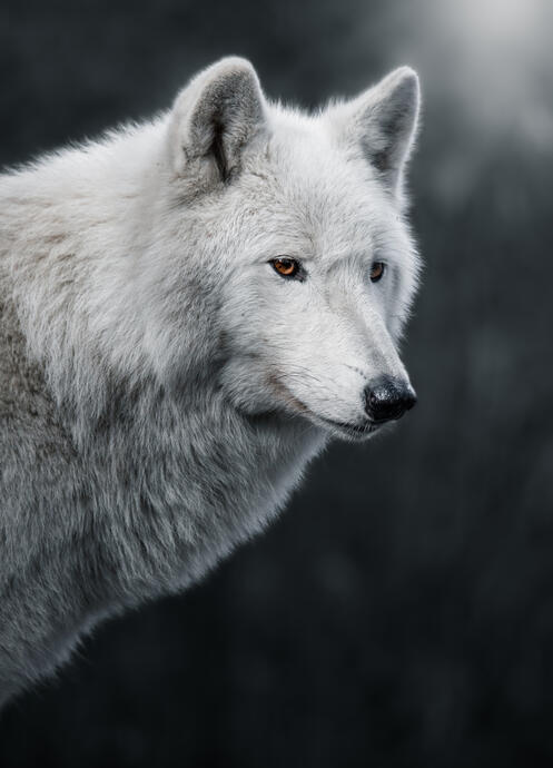Wolf (Artis)