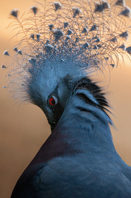 Victoria crowned pigeon (Burgers zoo)