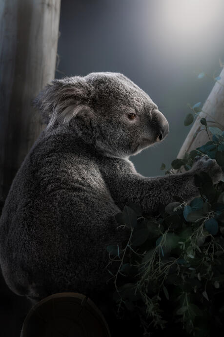 Northern koala (Ouwehands dierenpark Rhenen)