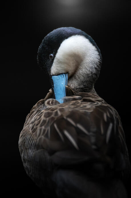 Puna teal (Gaiazoo)