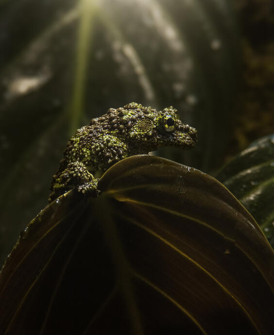 Vietnamese mossy frog (Tierpark Berlin)