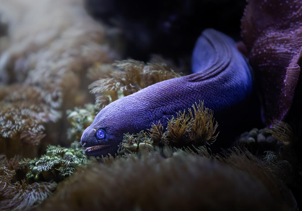 Richardson's moray (Aquarium Berlin)