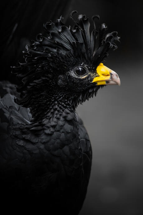 Great curassow (Burgers zoo)