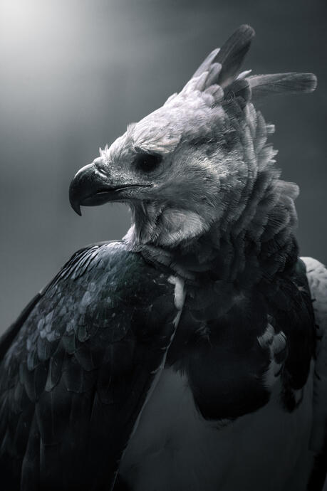 Harpy eagle (Tierpark Berlin)