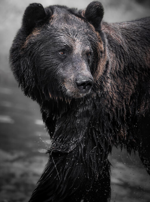 Eurasian brown bear (Dierenpark Hoenderdaell)