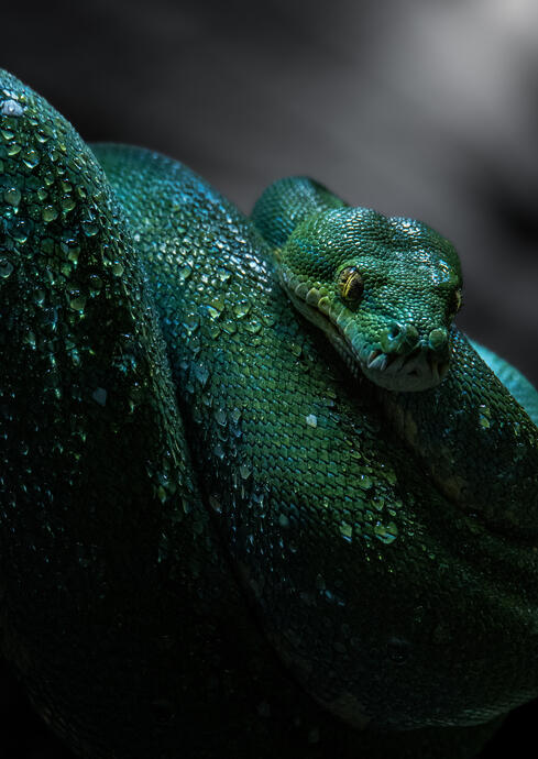 Green tree python (Tierpark Berlin)