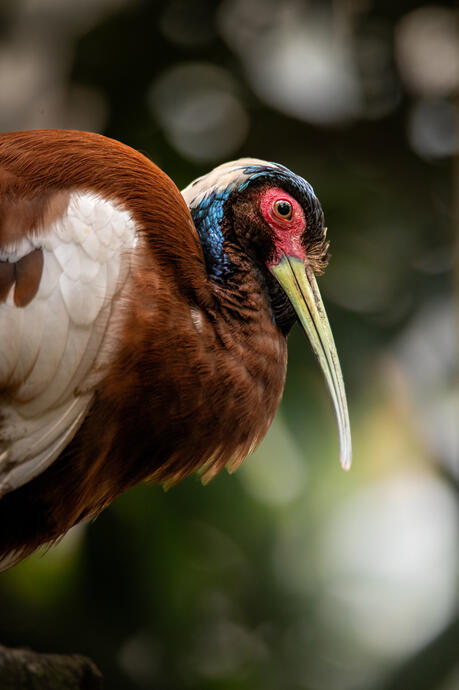 Madagascar crested ibis (Wildlands)