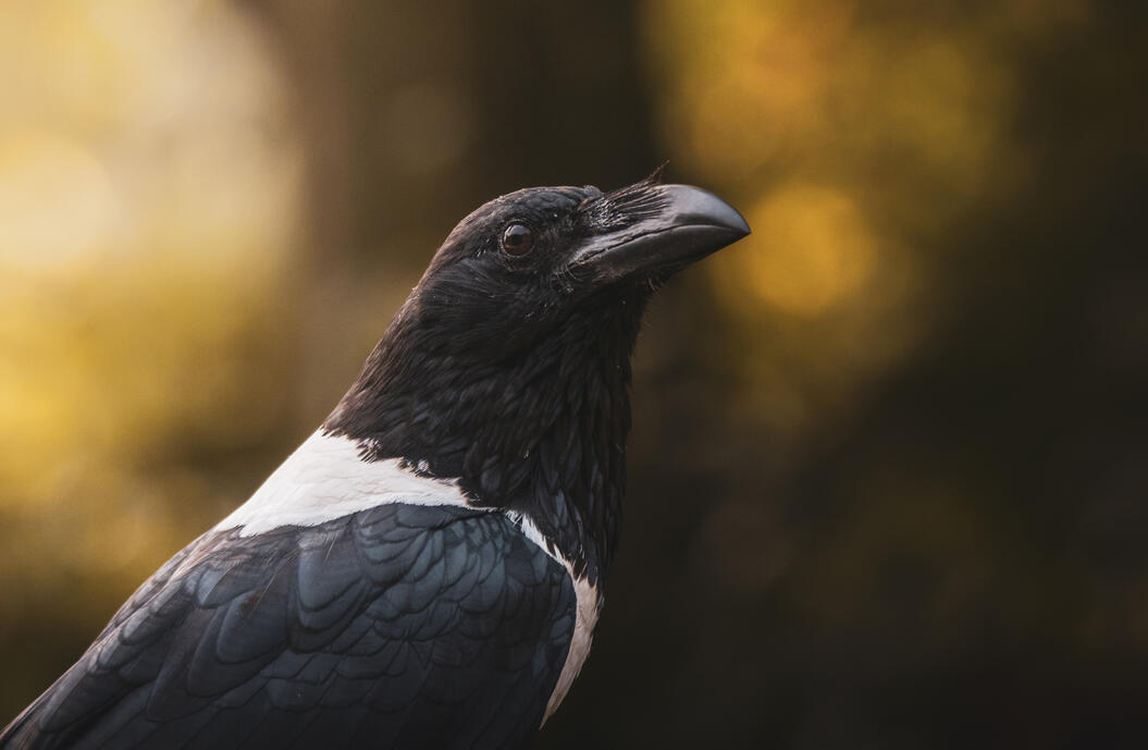 Pied crow (Wings of change)