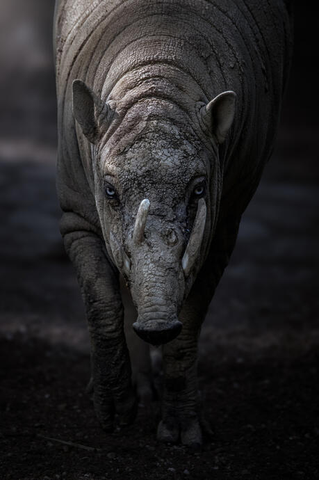 Babirusa (Zoo Berlin)