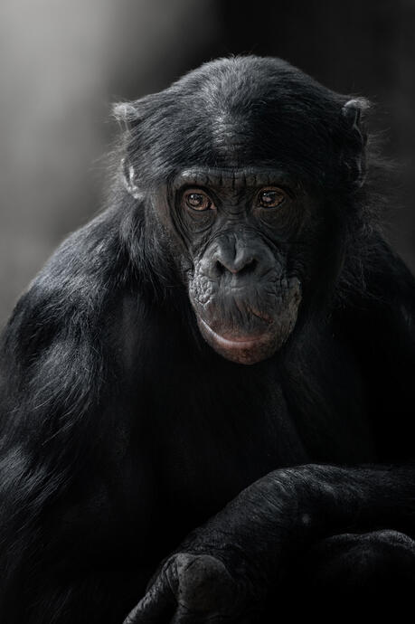 Bonobo (Zoo Berlin)