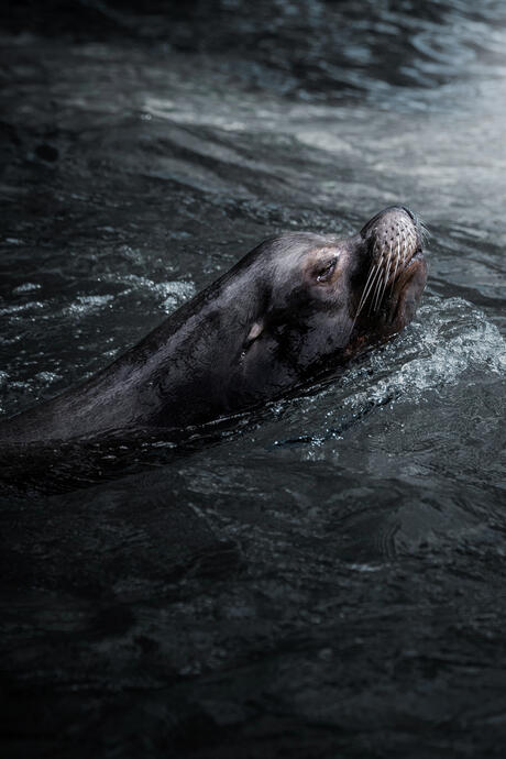 California sea lion (Zoo Berlin)