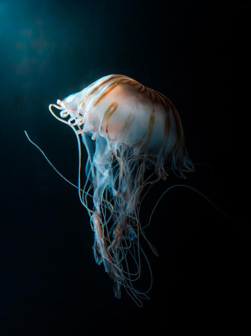 Japanese sea nettle (Burgers zoo)