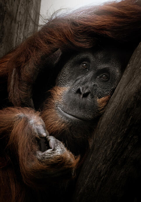 Sumatran orangutan (Zoo Berlin)