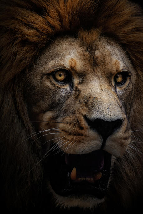Barbary lion (Port lympne)