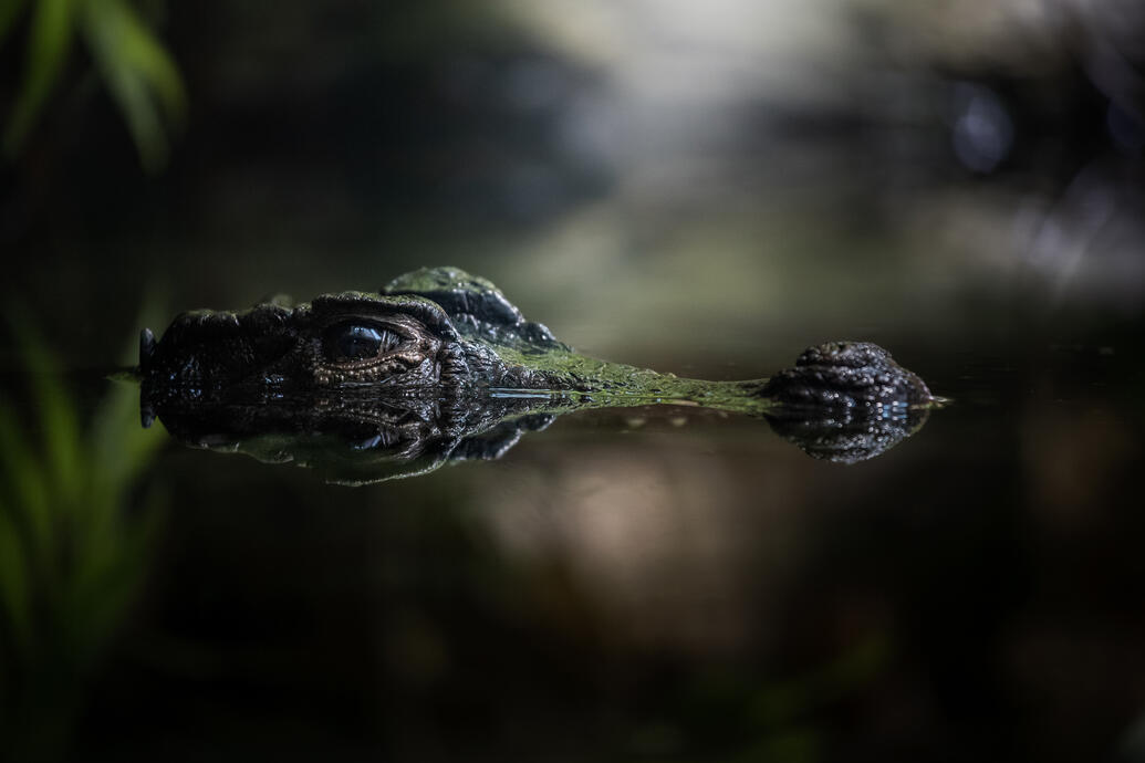 Smooth fronted caiman (Aquarium Berlin)